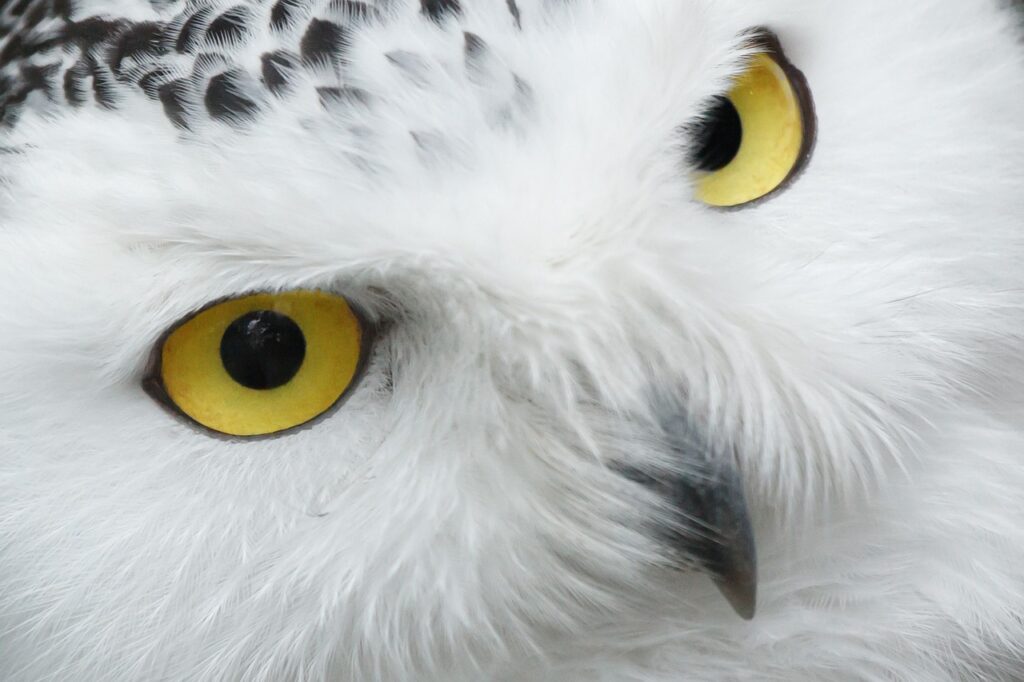 Snowy owls face