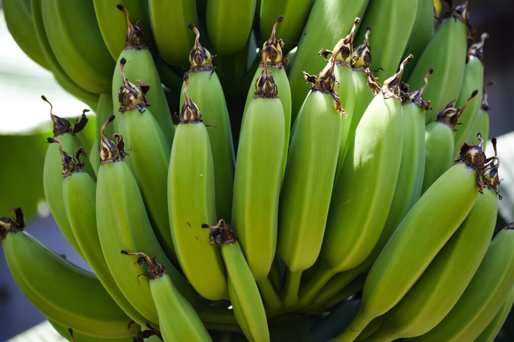 Green bananas