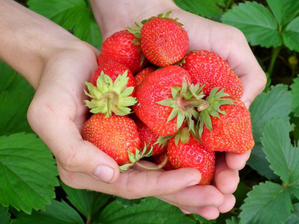 strawberry farms