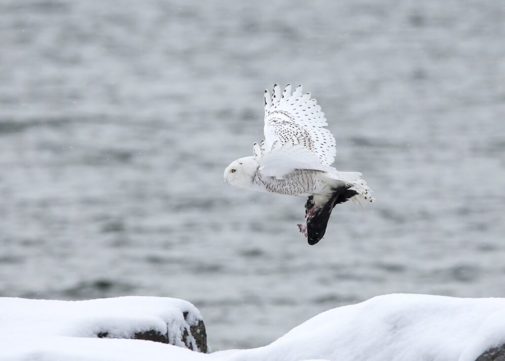 snowy owls