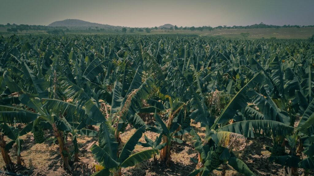 banana farming