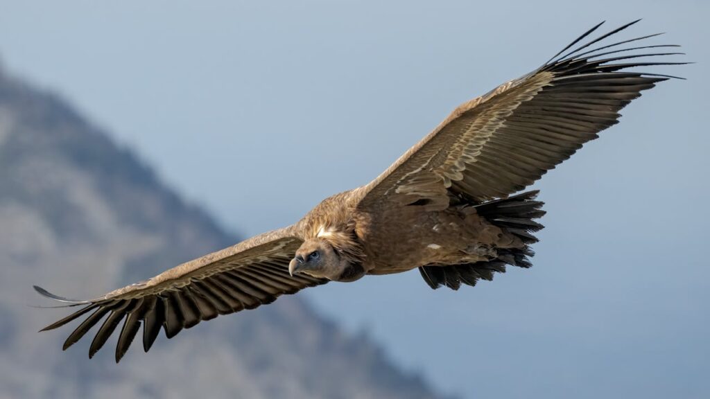 Andean Condor