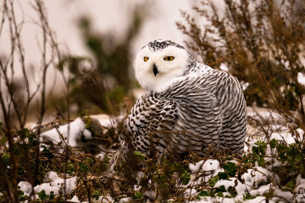 facts about snowy owls