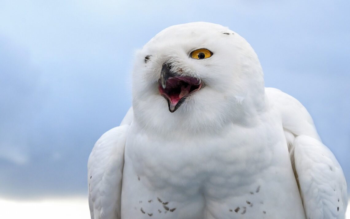 snowy owl