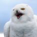 snowy owl