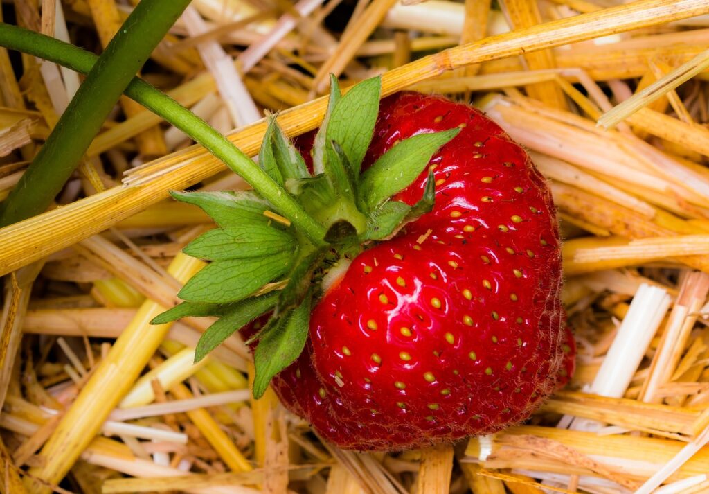 California strawberries