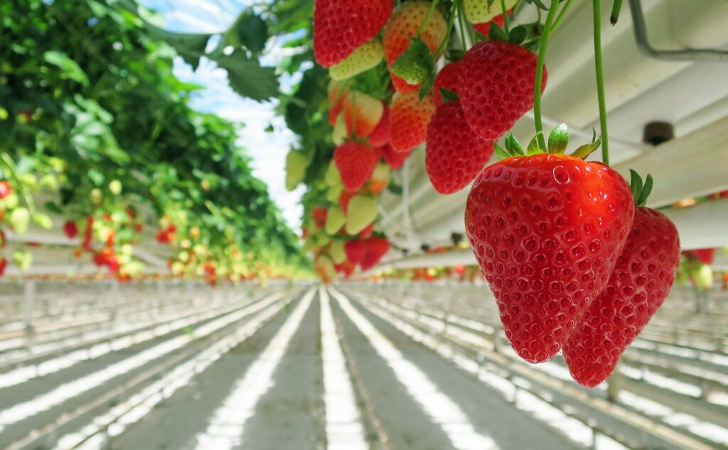 Facts about Strawberries