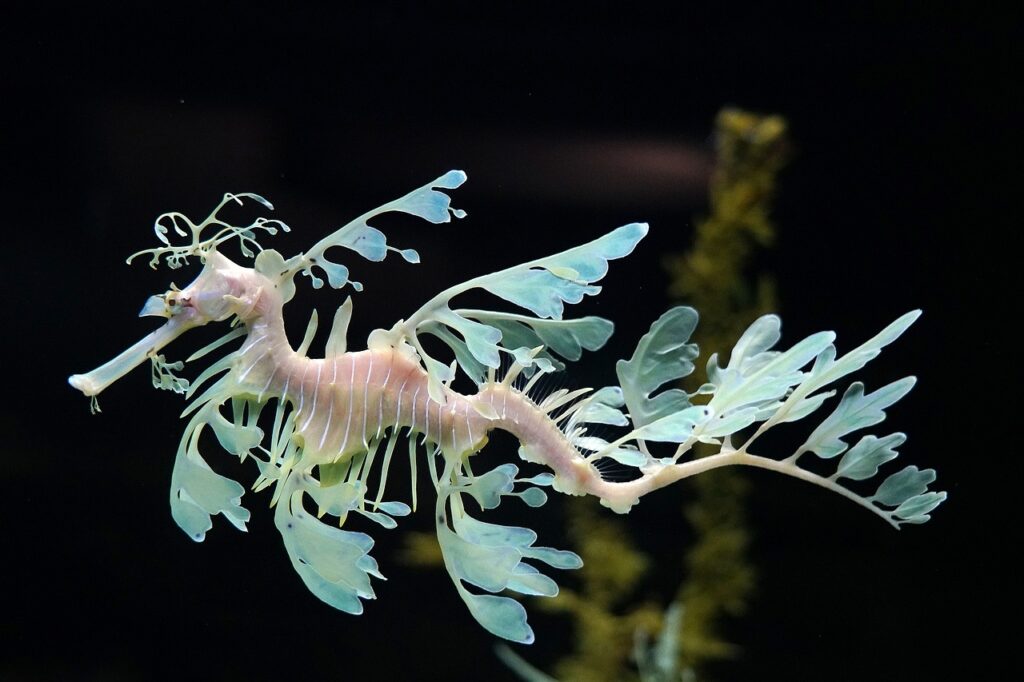 Facts About Seahorses