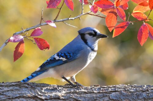 Blue Jay