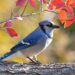 Blue Jay