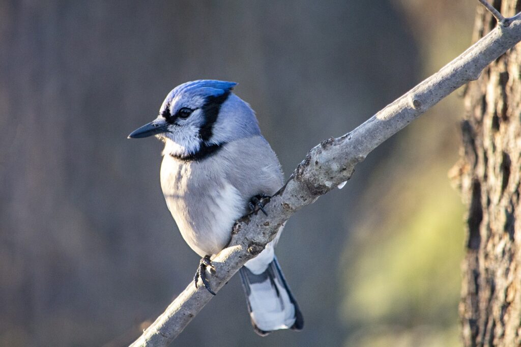 Facts About Blue Jays