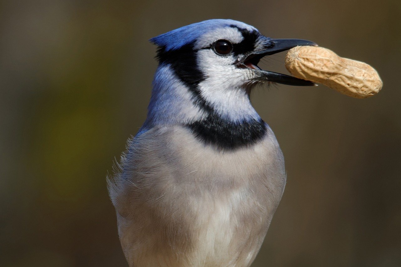 24 Fun Facts About Blue Jays: The Wise Bird of North America