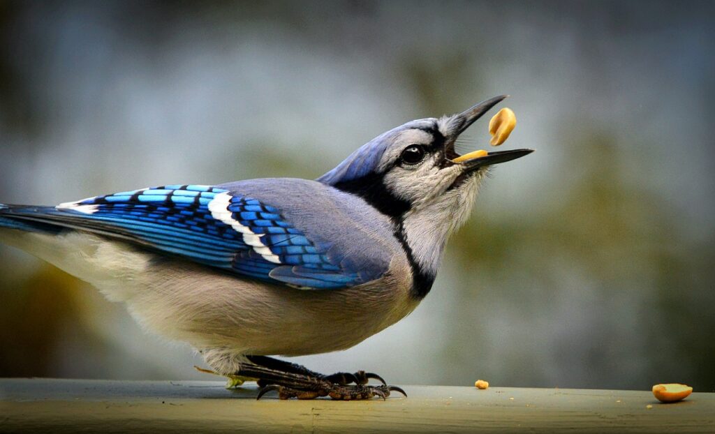 bird feeding