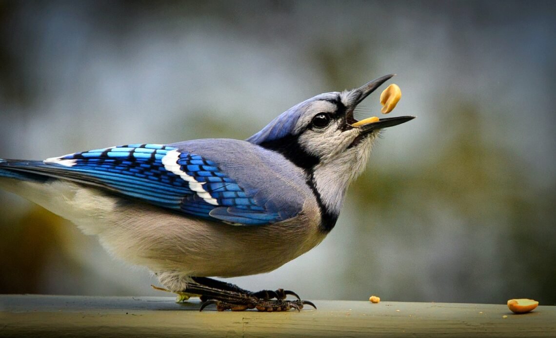 24 Fun Facts About Blue Jays: The Wise Bird of North America