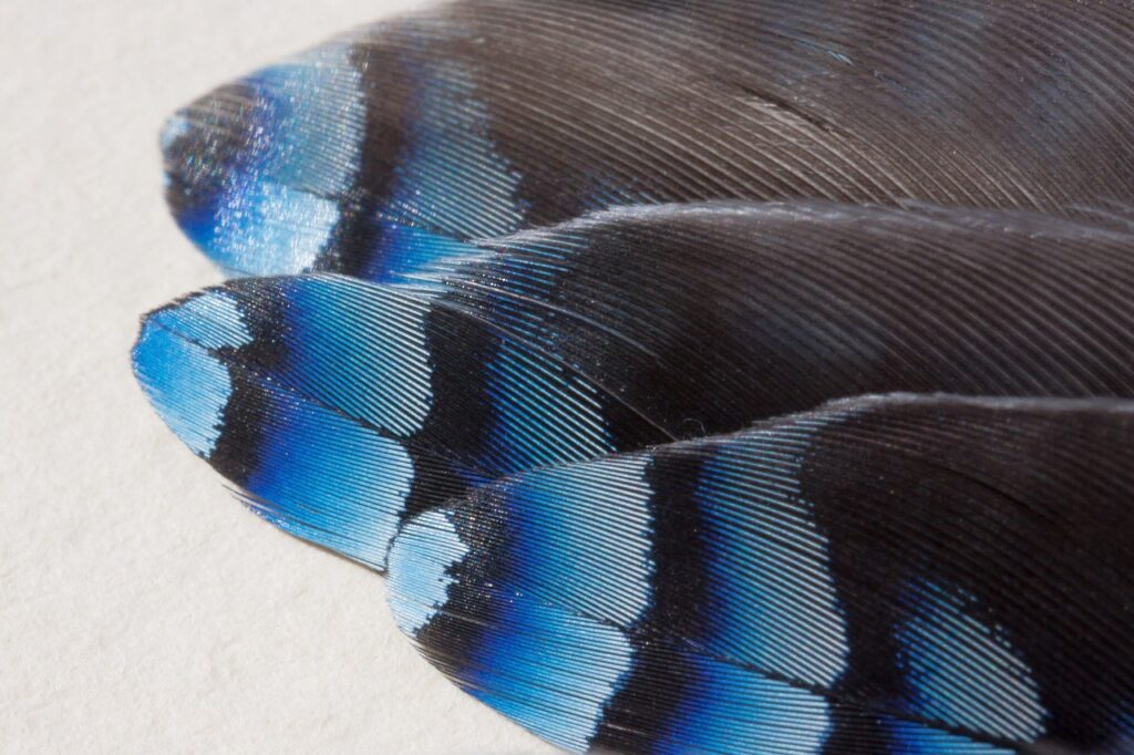 blue jay feathers