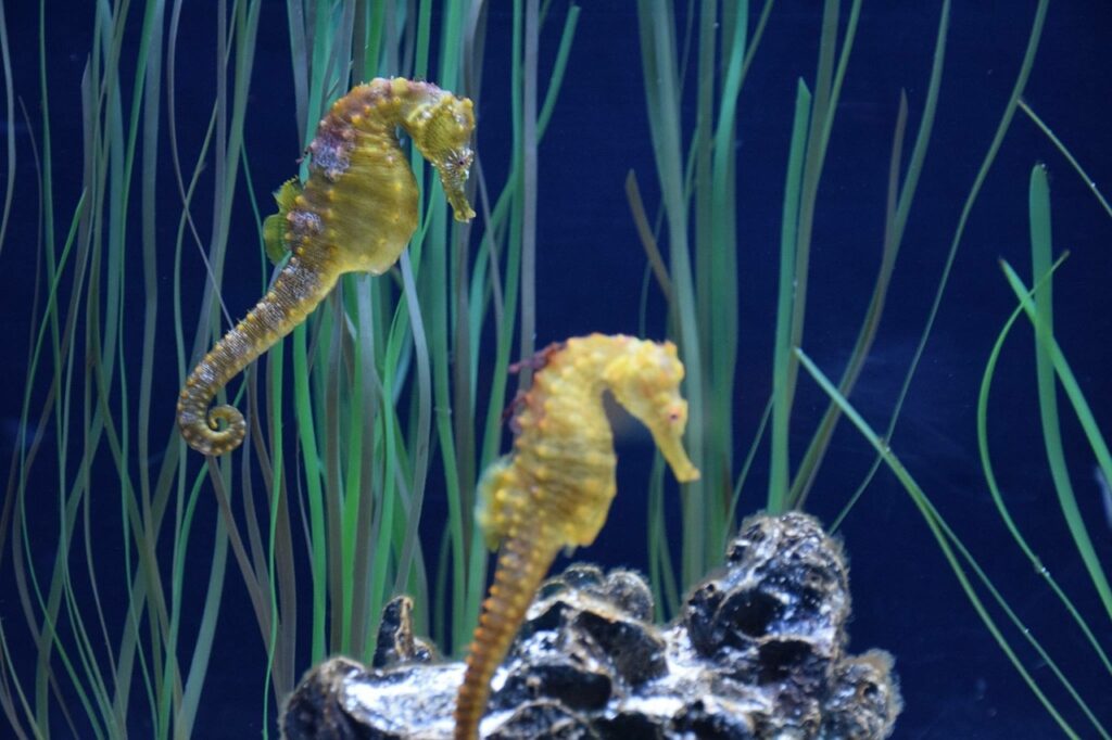 Seahorses swim