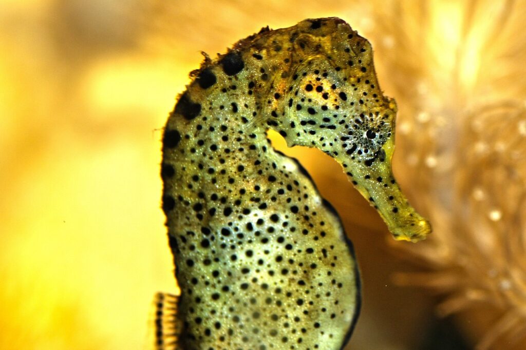 How long do seahorses live