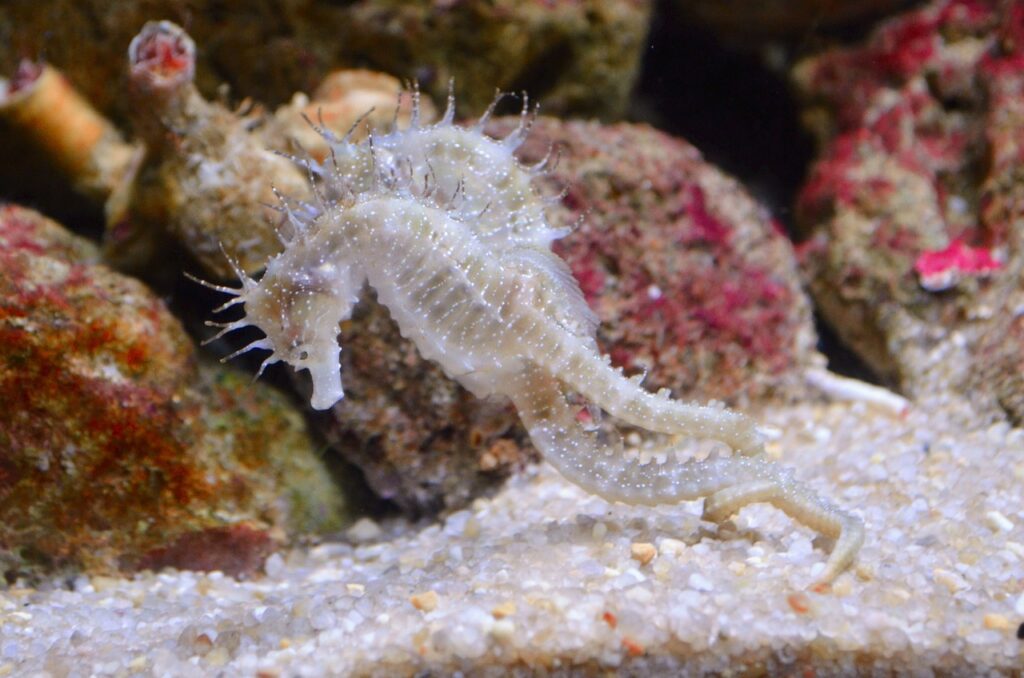 seahorse courtship display