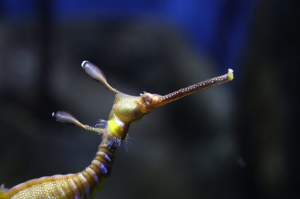 protecting seahorses