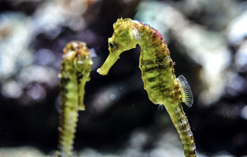 different species of seahorses