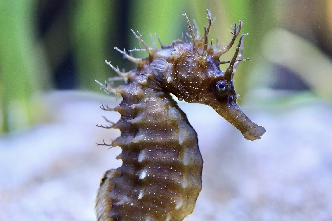 Seahorses