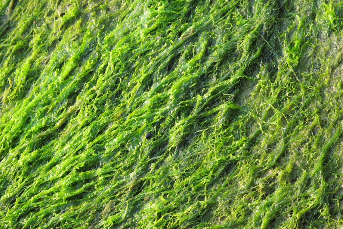 algae