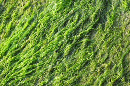 algae