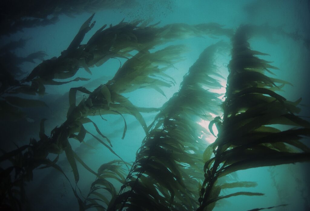 kelp