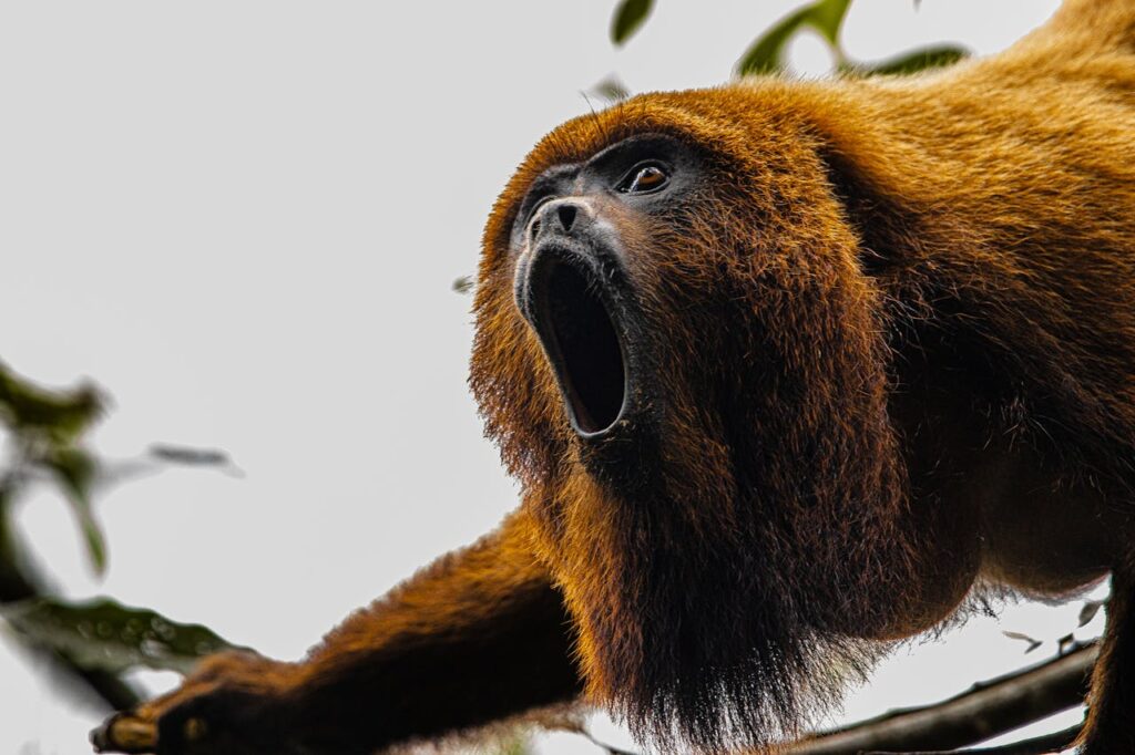 fauna of Venezuela