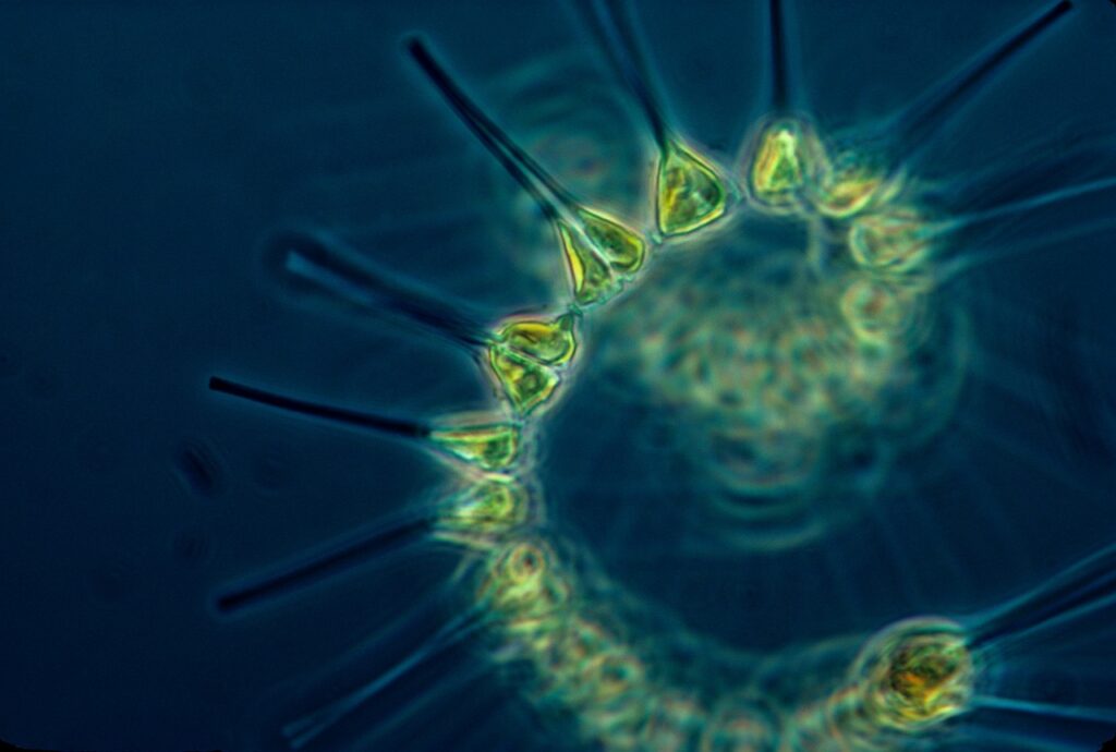 phytoplankton