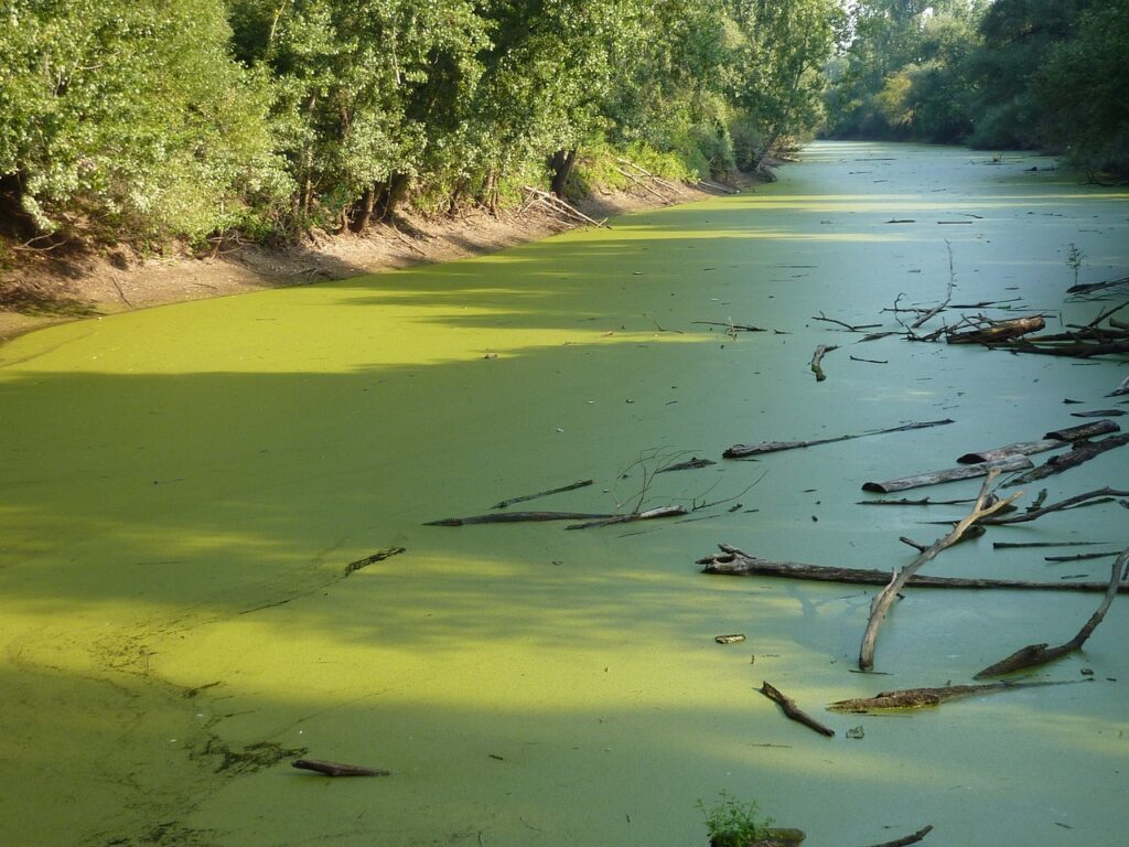 Algae blooms