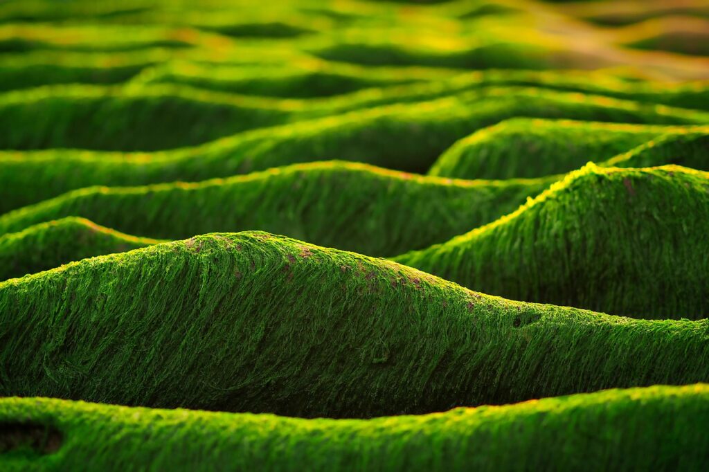 Algae’s Vital Role