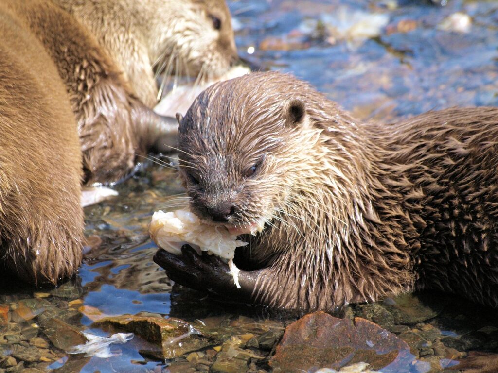 Sea Otters Eat