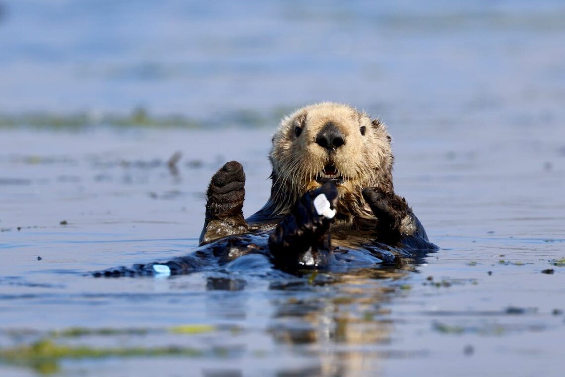 sea otter
