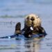 sea otter