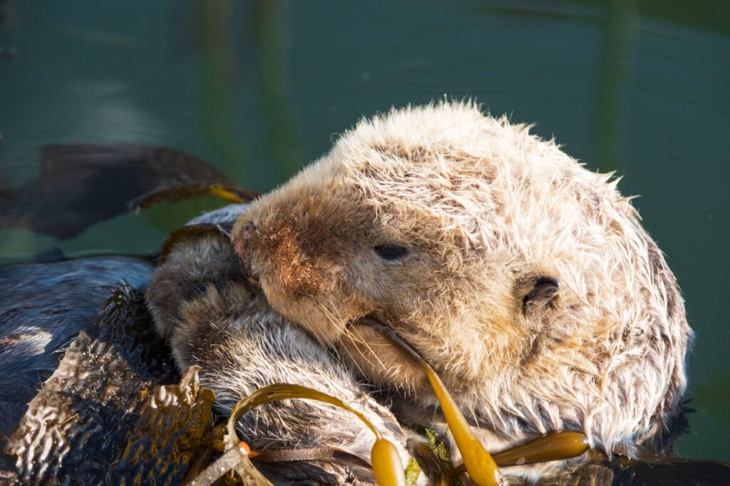 Sea Otters