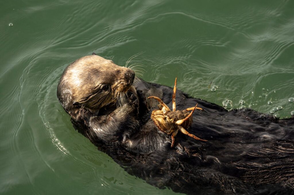 fur of a sea otter