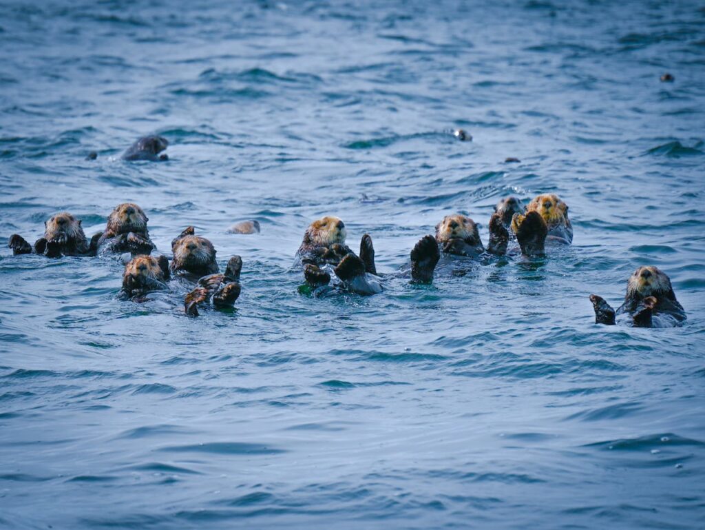 Facts about Sea Otter