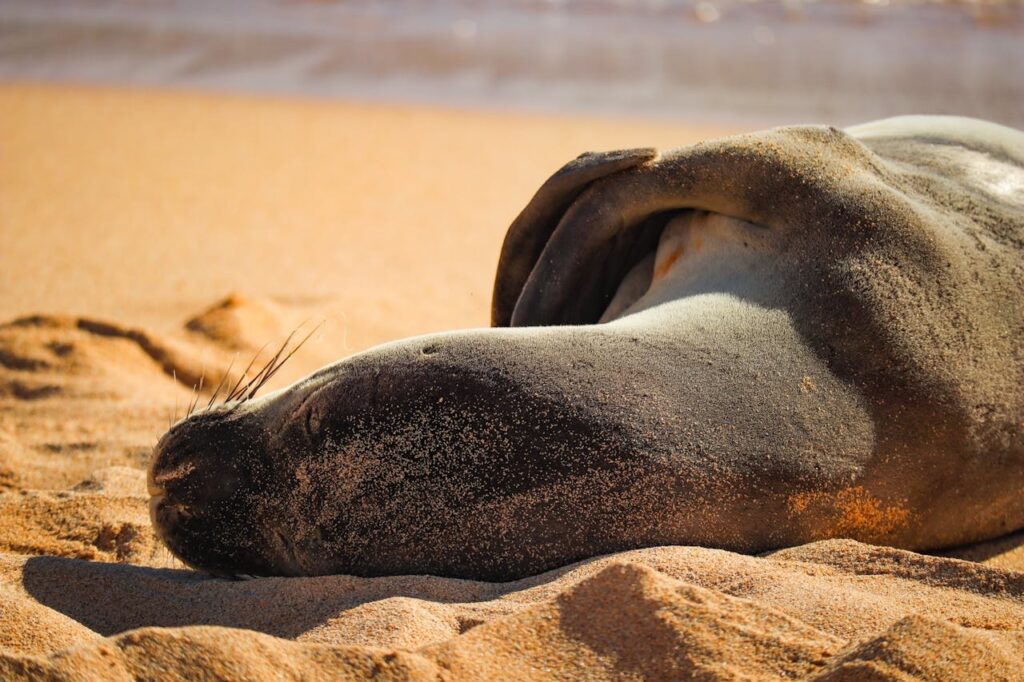Hawaiian Monk Seal