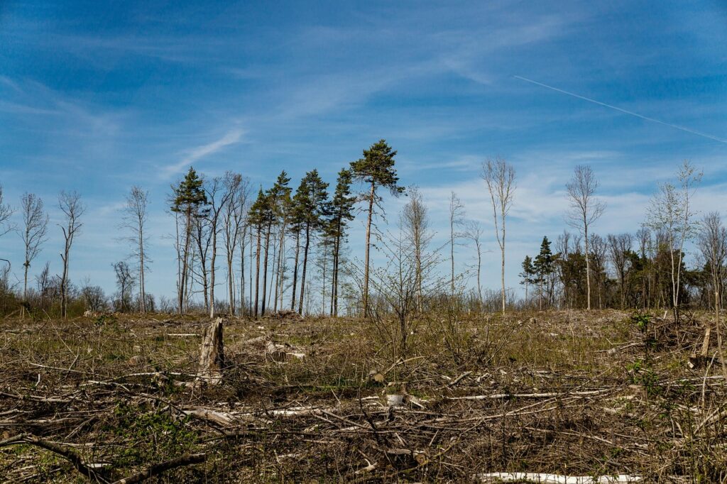 Deforestation