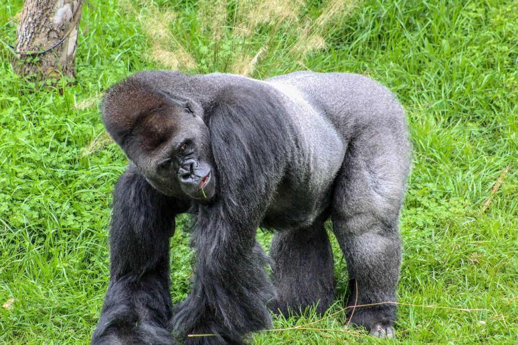 silverback
