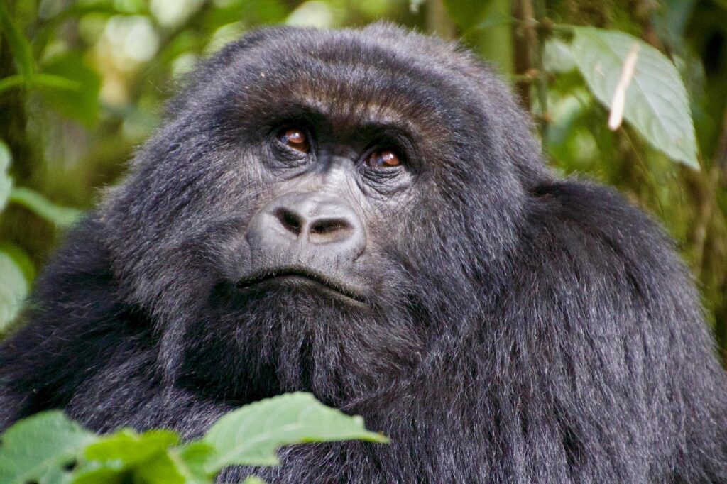 types of gorillas