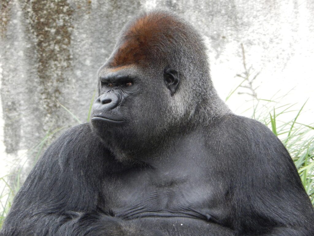 Wildlife