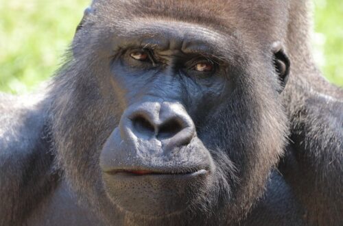gorilla