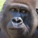 gorilla