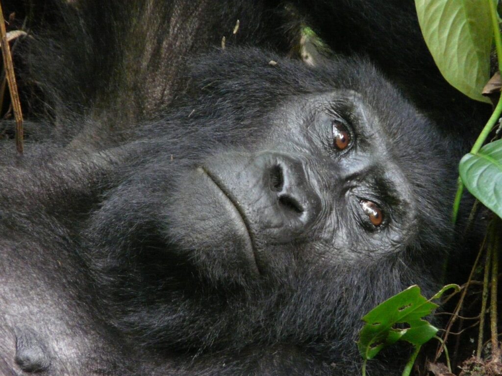 Mountain Gorilla