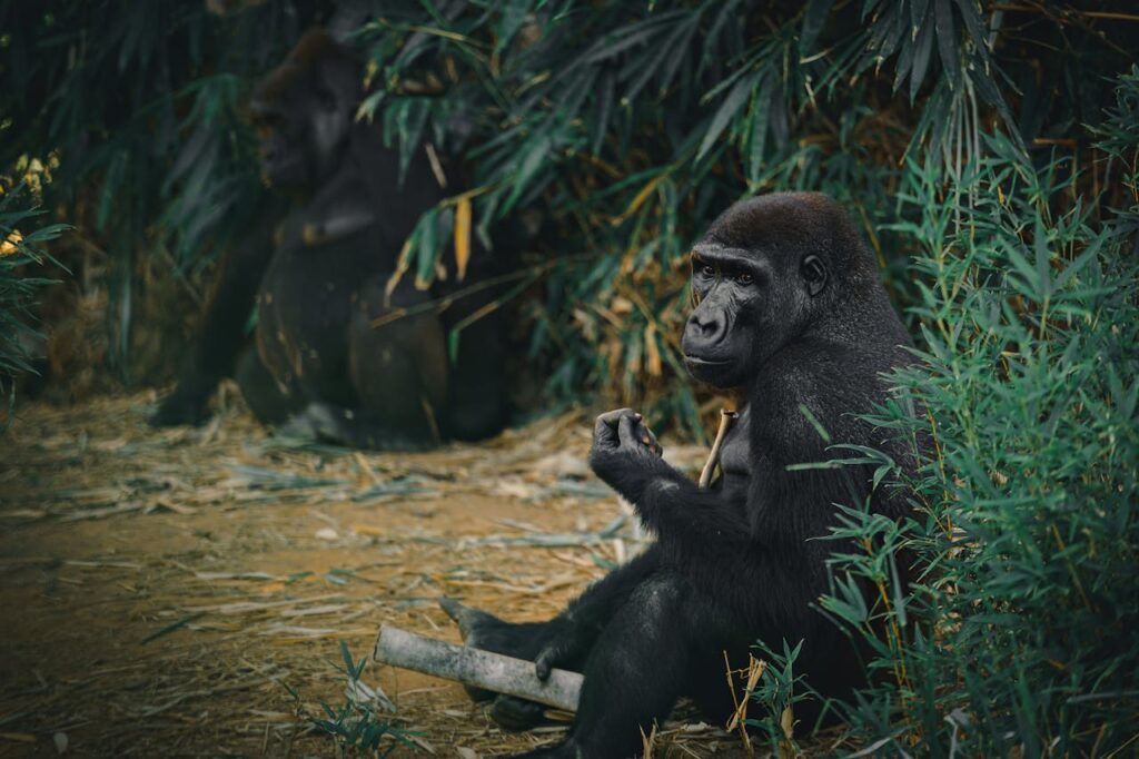 facts about gorillas