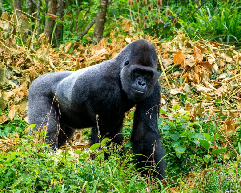 gorilla species