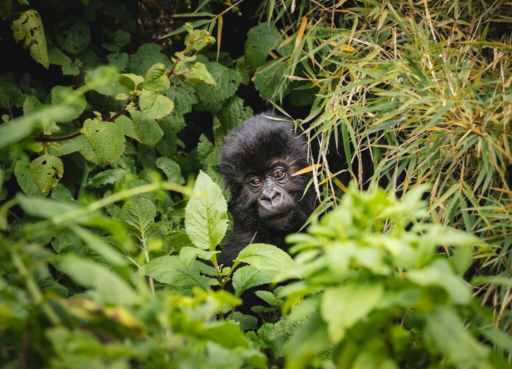 young gorilla