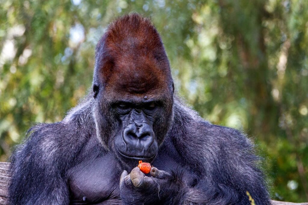 What Do Gorillas Eat